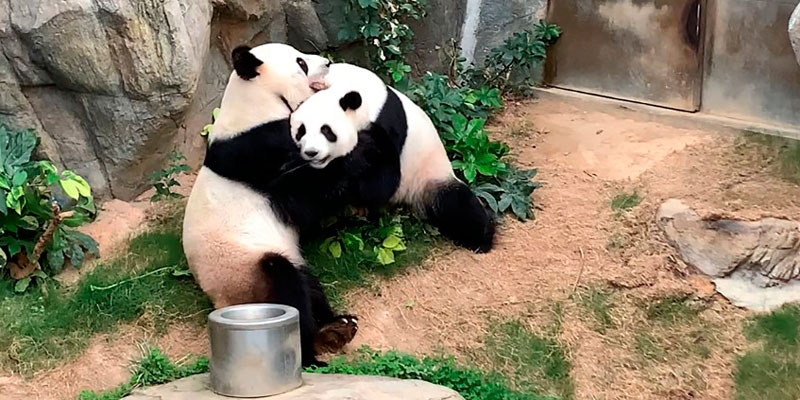 Tras casi un década de intentos fallidos, dos pandas al fin se aparean |  National Geographic en Español