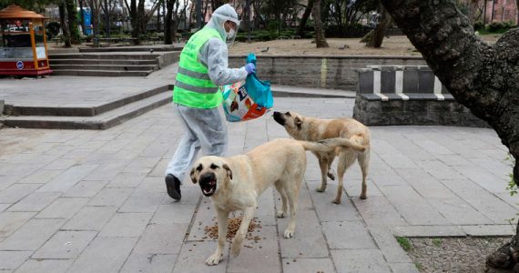 perros callejeros Turquía animales pandemia