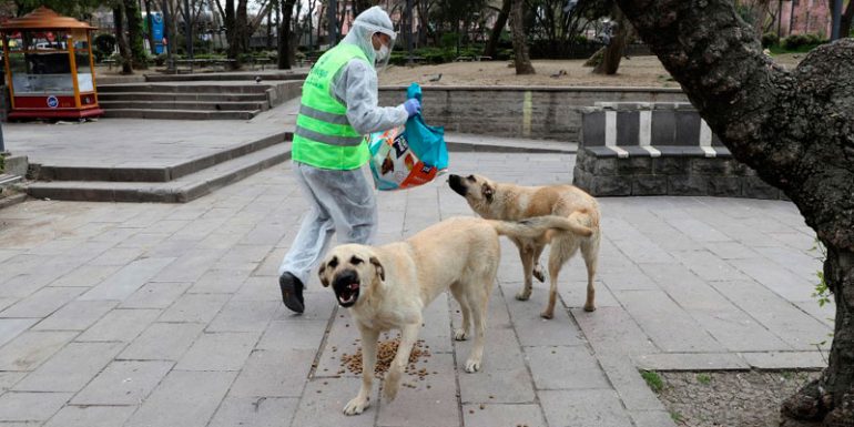 perros callejeros Turquía animales pandemia