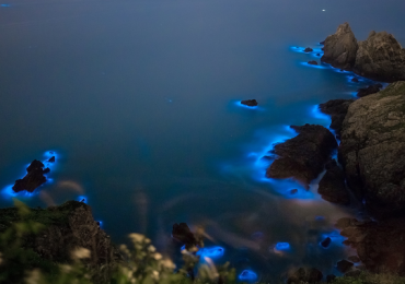 bioluminiscencia México playas confinamiento