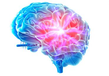 estrés cerebro hipocampo hipotálamo cerebro conexiones neuronales