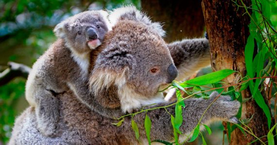 Australia Koalas árboles árbol agua tronco