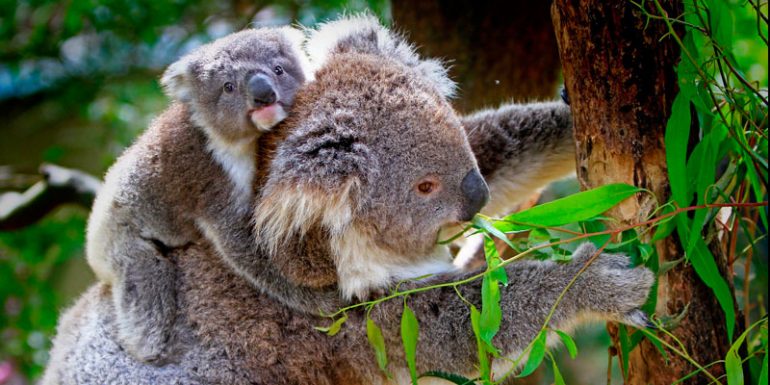 Australia Koalas árboles árbol agua tronco