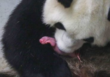 panda gigante Países Bajos cría