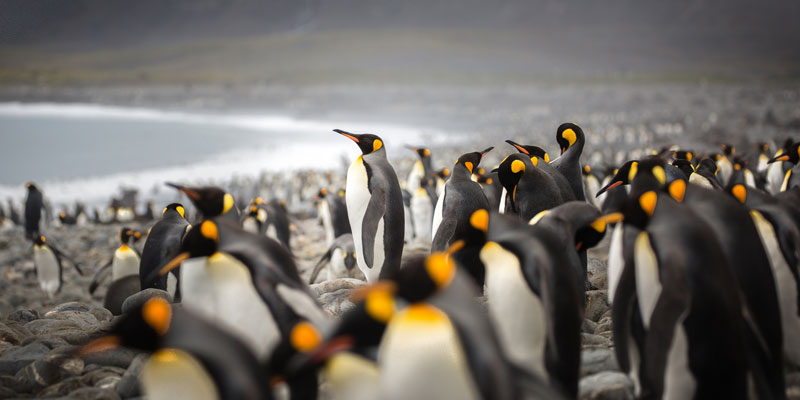 pingüino rey excremento Antártida
