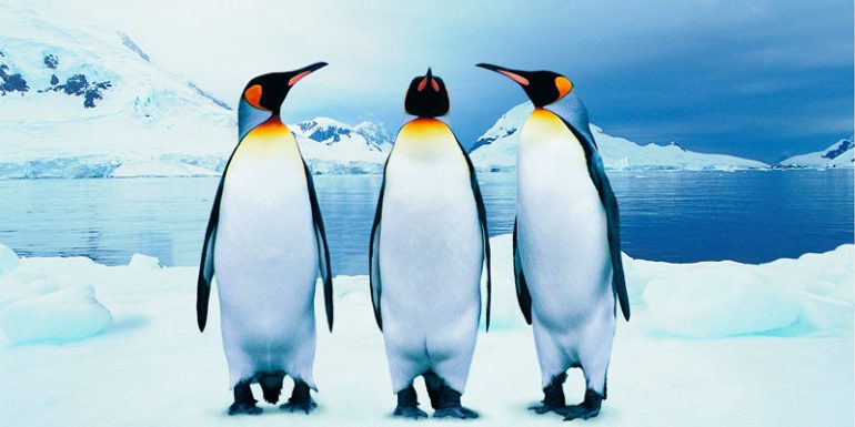 pingüino rey excremento Antártida