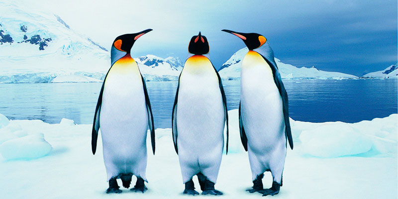 pingüinos reales