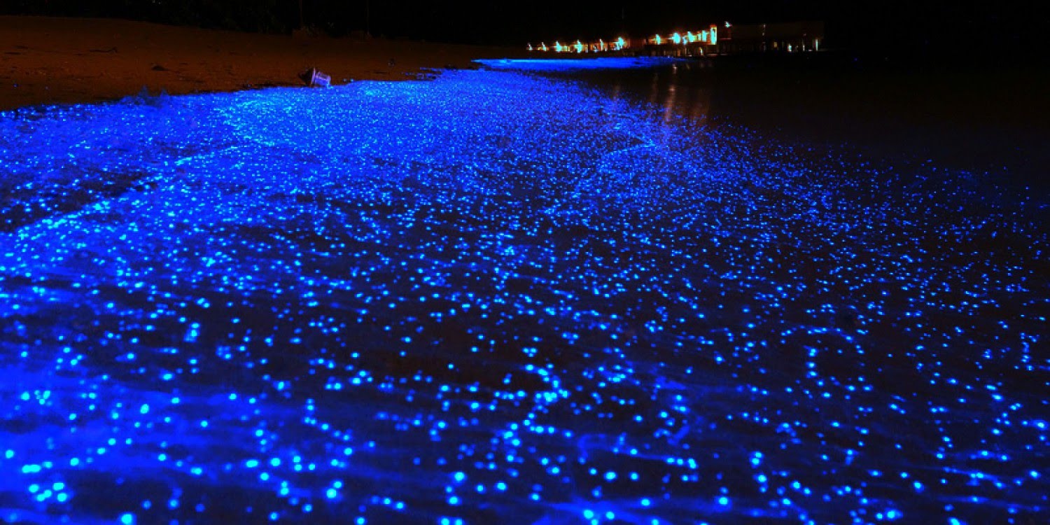 Holbox Playa Bioluminiscencia México