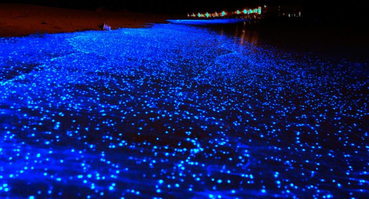 Holbox Playa Bioluminiscencia México