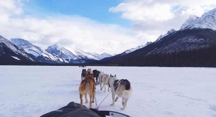 perros en trineo Canadá Alberta Canmore