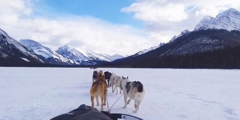 perros en trineo Canadá Alberta Canmore
