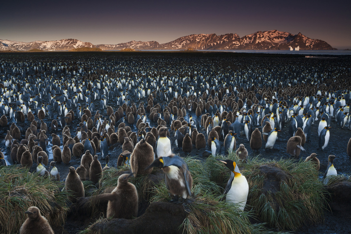 colonia de pingüinos iceberg gigante