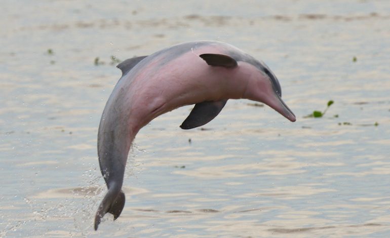 tucuxi delfín de agua dulce