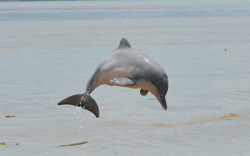¿Cuándo se van a extinguir los delfines