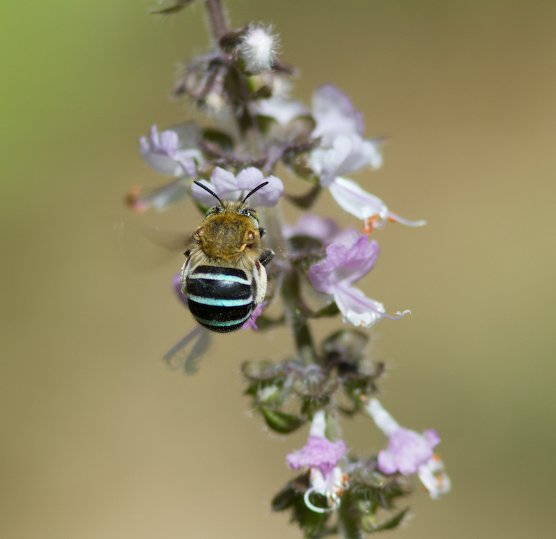 abejas azules Australia