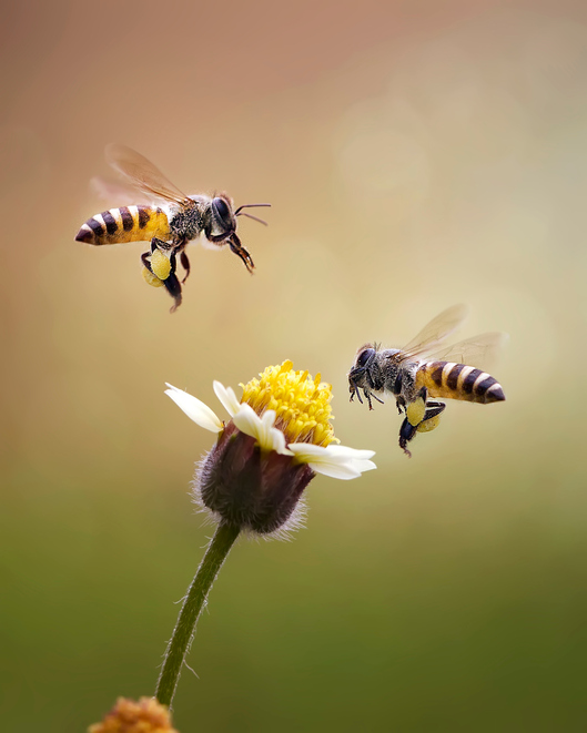 Día Mundial de las Abejas: datos que no sabias sobre las abejas