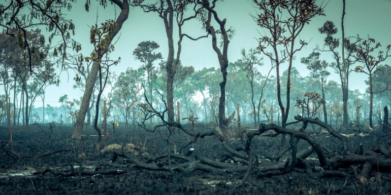 los árboles del Amazonas están muriendo