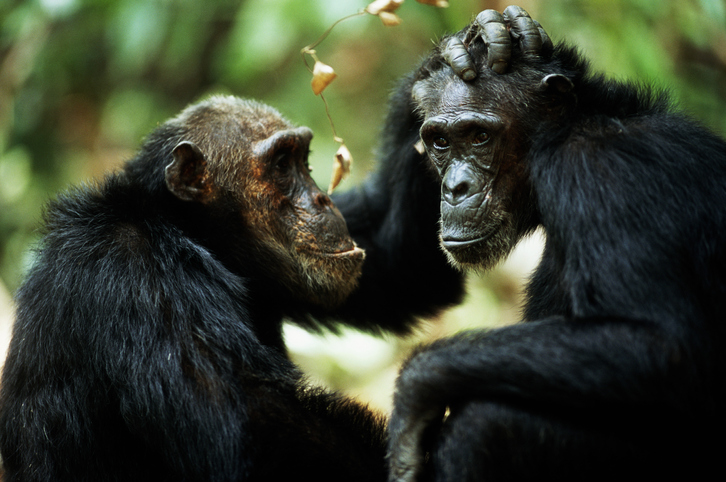 enfermedades mentales de chimpancés