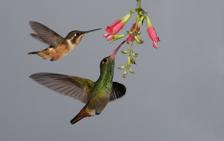 colibríes