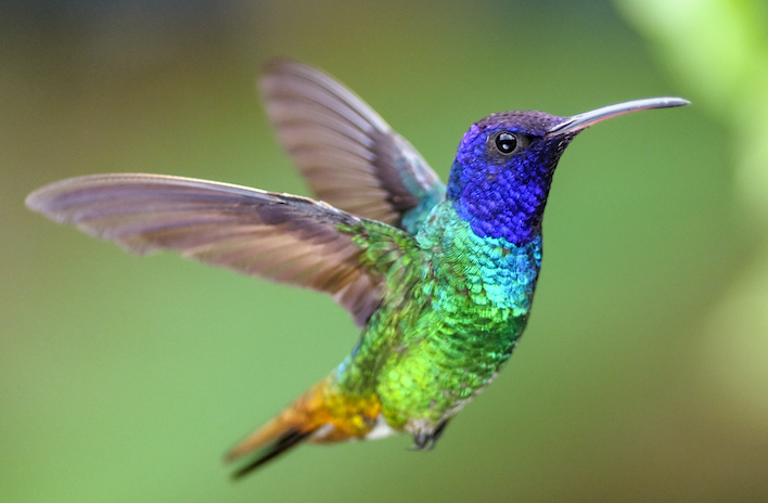 6 datos fantásticos sobre los colibríes, las aves multicolor de América |  National Geographic en Español