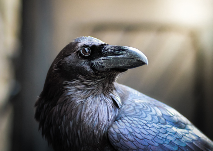 Photo of Los cuervos son tan inteligentes como los chimpancés, revela un estudio