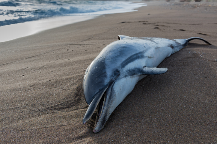 Una enfermedad relacionada con el cambio climático está matando a los delfines