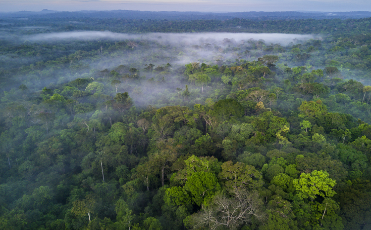 los árboles del Amazonas están muriendo