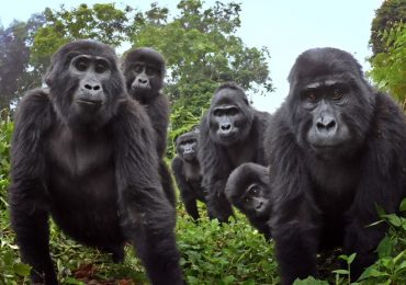 gorilas cantan a la hora de cenar