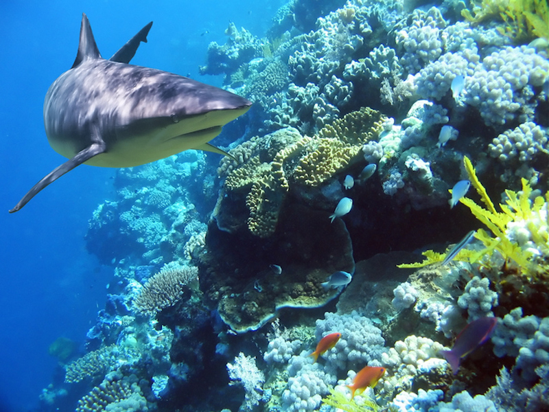 tiburones arrecife