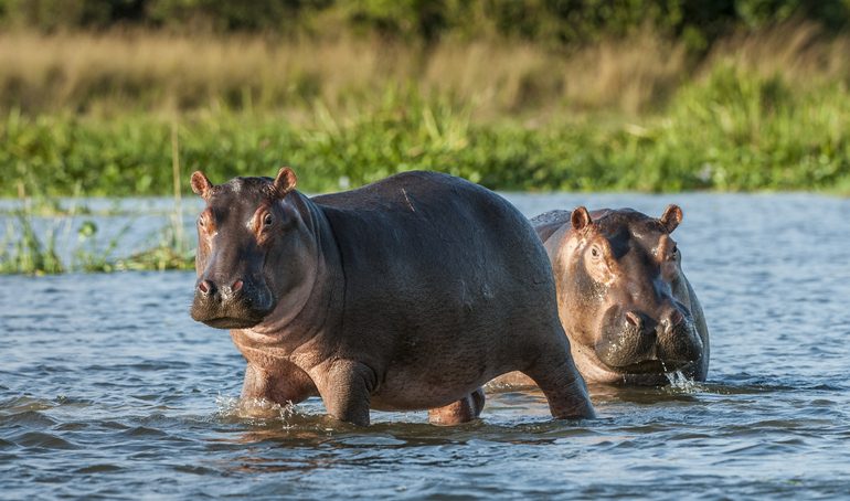 Hipopótamos de Pablo Escobar