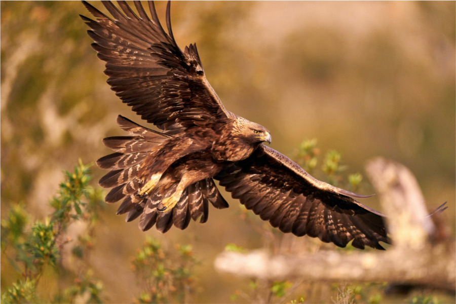 Conoce más sobre el águila real en México | National Geographic en Español