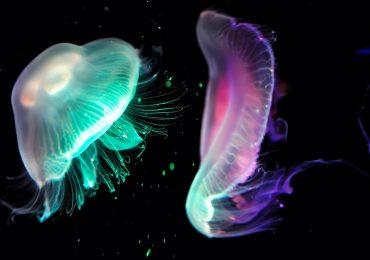 animales bioluminiscentes