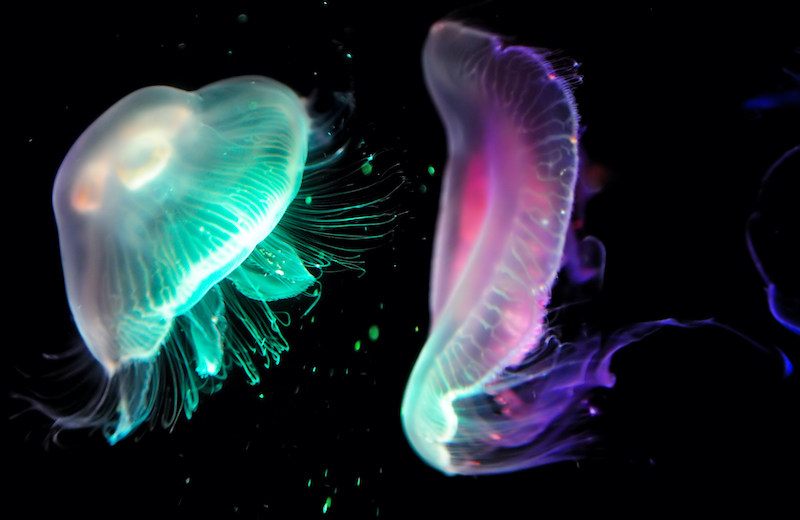 5 increíbles animales bioluminiscentes que emiten su propia luz | National Geographic en Español