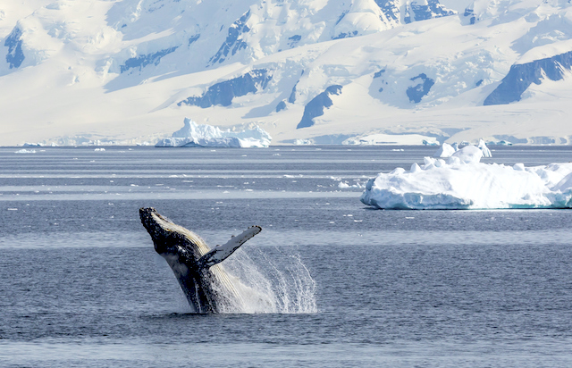 Las ballenas están regresando a los polos por primera vez en 40 años |  National Geographic en Español