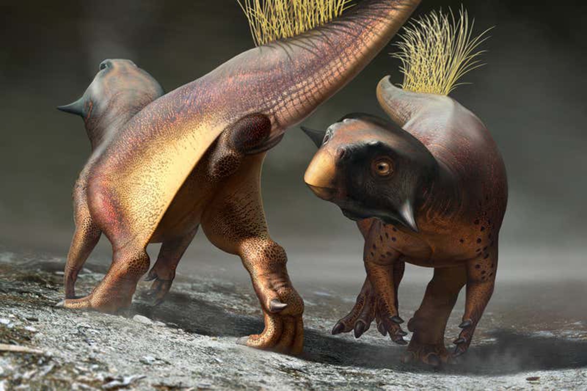 Descubren cómo era el ritual de apareamiento de los dinosaurios | National  Geographic en Español