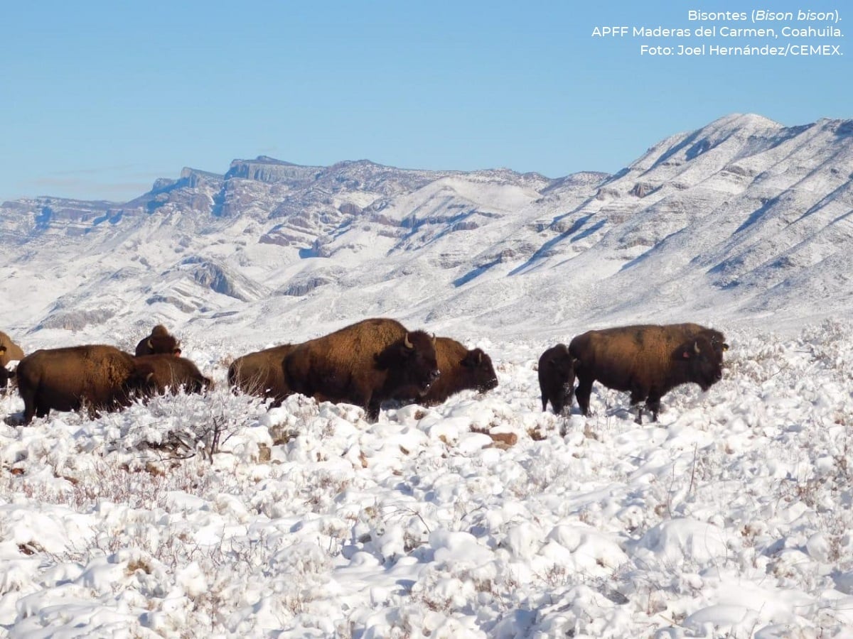 Después de 100 años de ausencia, el bisonte americano regresa a México -  National Geographic en Español
