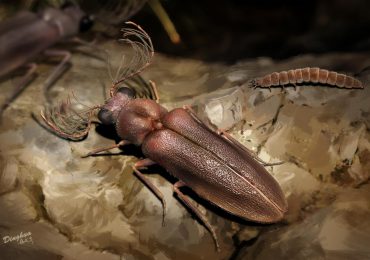 escarabajo bioluminiscente