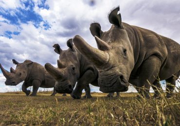 rinocerontes especies en peligro de extinción