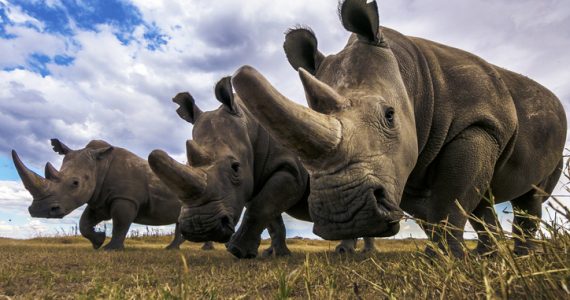 rinocerontes especies en peligro de extinción