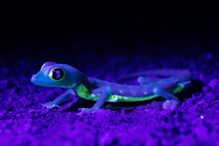 animales bioluminiscentes