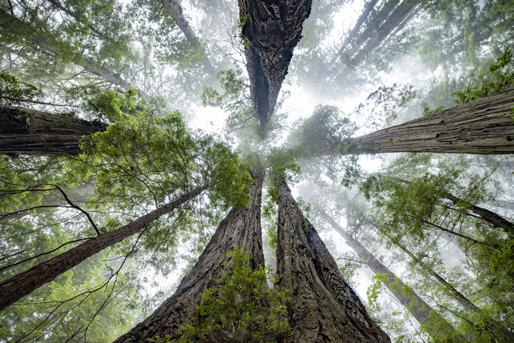 Este es Hyperion, el árbol más alto del mundo cuyo hogar se mantiene en  secreto para evitar su destrucción | National Geographic en Español
