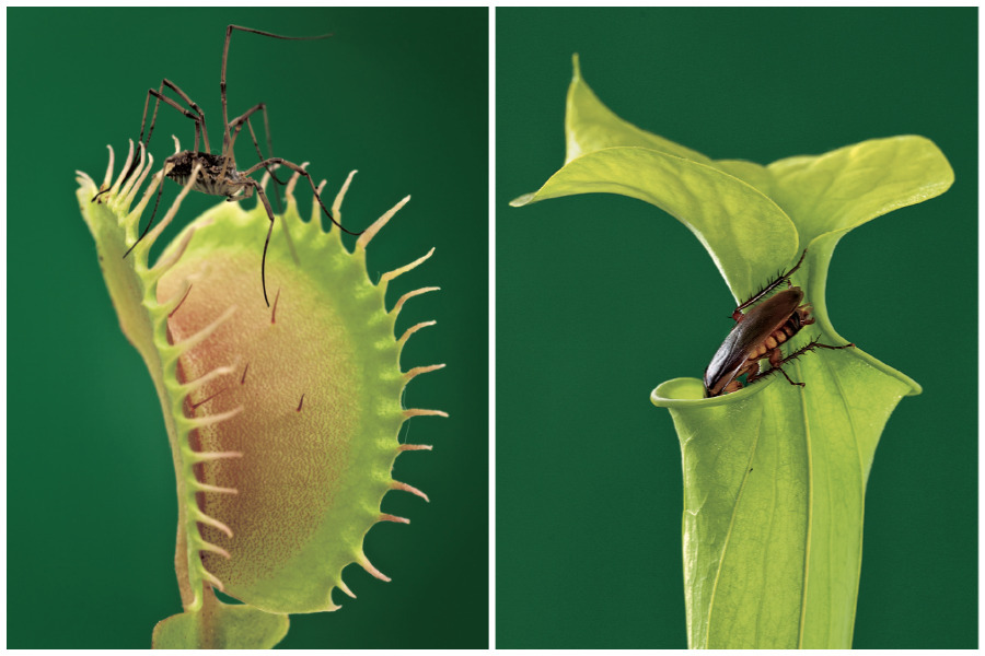 Atracción fatal: Las plantas carnívoras engañan, ¡luego matan! | National  Geographic en Español