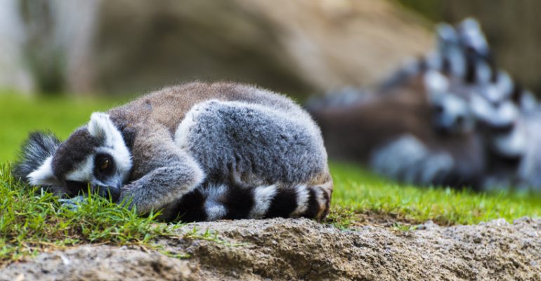 lemur Madagascar