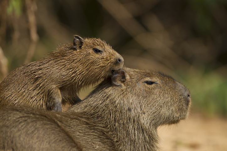 8 De Los Animales Más Extraños Del Mundo Que Solo Puedes Encontrar En ...