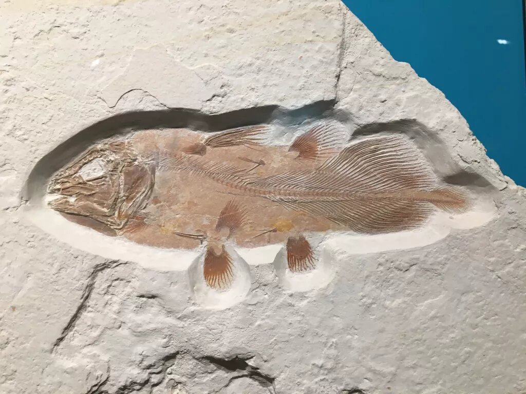 fósil de un pez