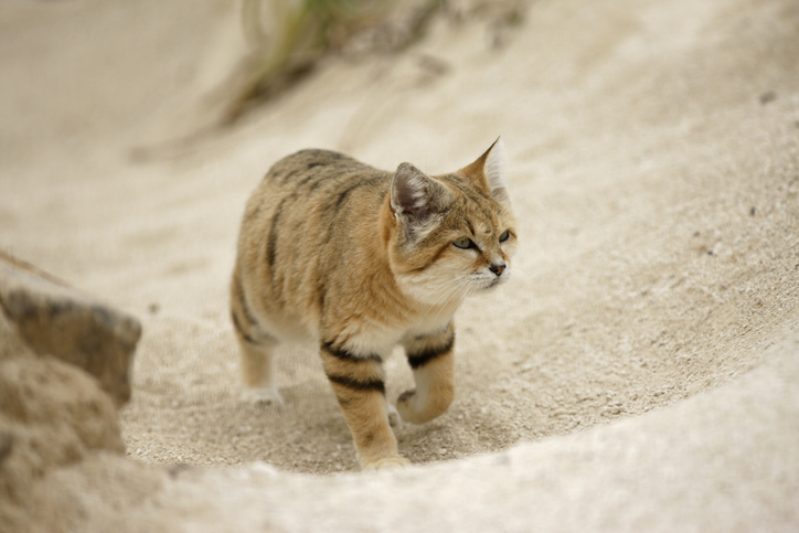 gato del desierto
