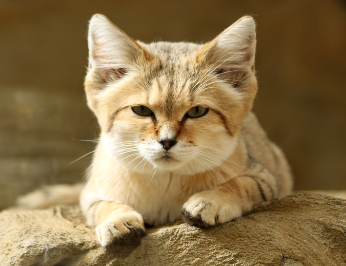 es el gato del desierto, el felino más letal difícil de observar en la Tierra | National en Español