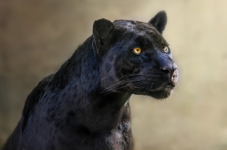 jaguar negro Mérida