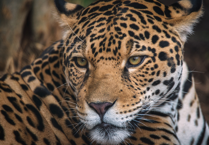 jaguares