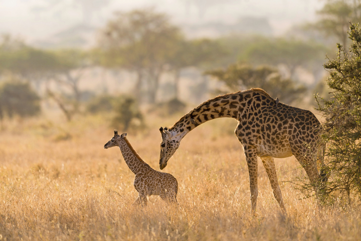 Las jirafas hembra que pasan más tiempo con 'amigas' viven más y con menos  estrés que el resto | National Geographic en Español
